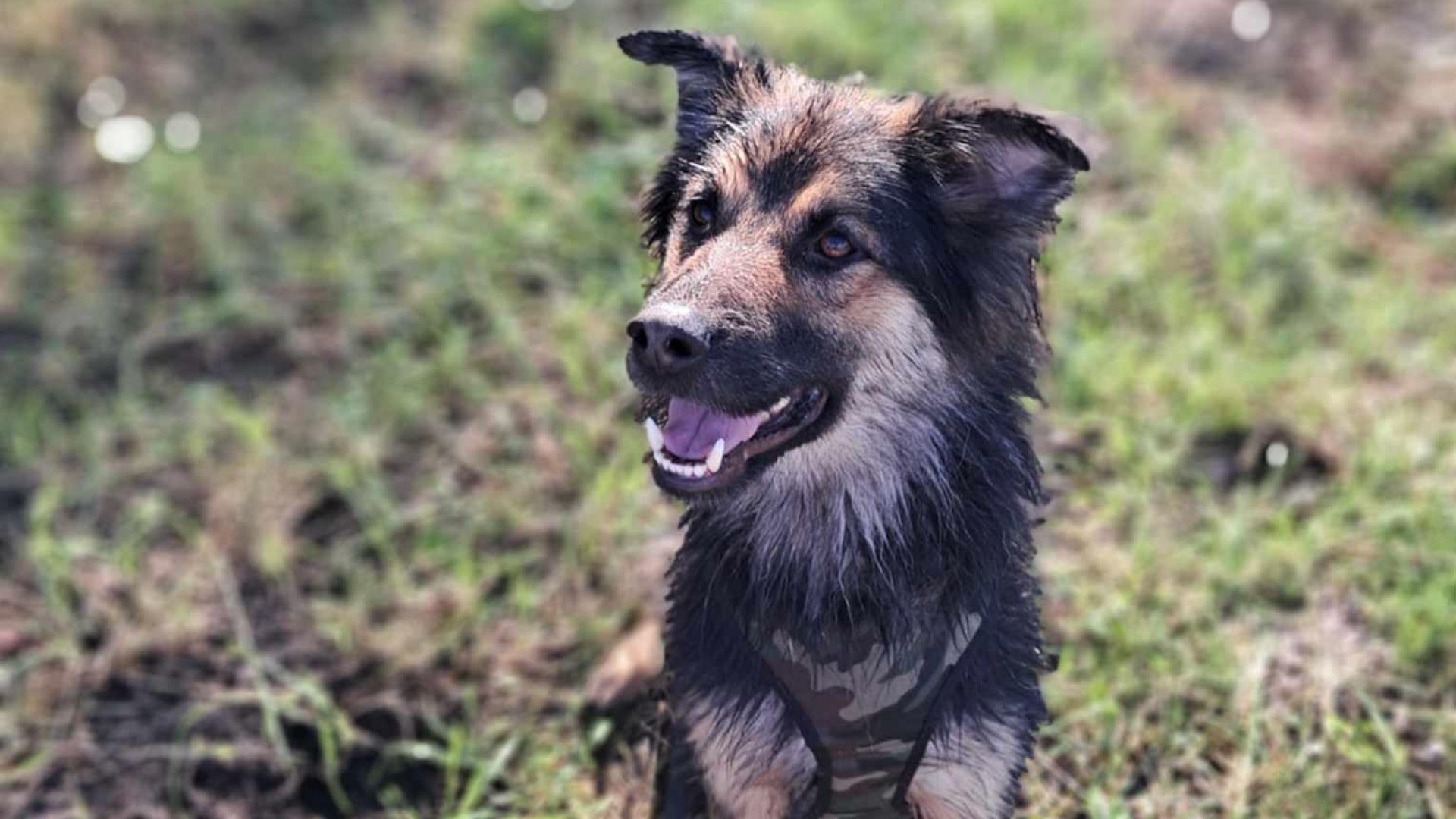 PIXEL